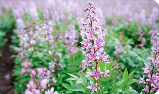 ��ҩ����Դ